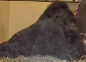 Östlicher Flachlandgorilla (Gorilla beringei graueri)