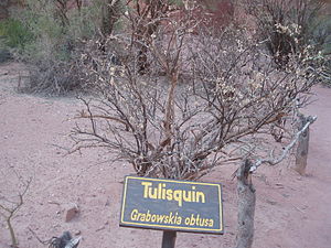 Grabowskia obtusa im argentinischen Nationalpark Talampaya
