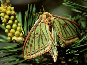 Isabellaspinner (Graellsia isabellae)