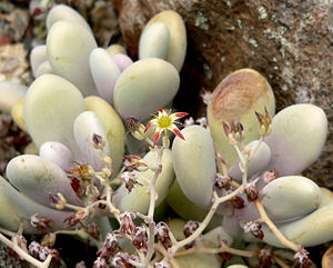 Graptopetalum amethystinum Habitus, Teil des Blütenstandes und der Blüte.