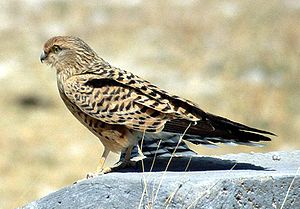 Steppenfalke (Falco rupicoloides rupicoloides)
