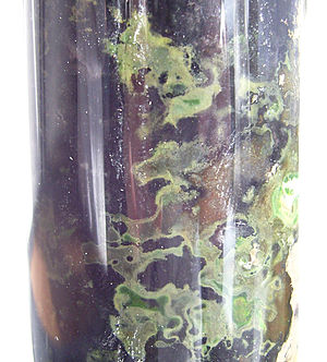 Grüne Schwefelbakterien in einer Winogradsky-Säule
