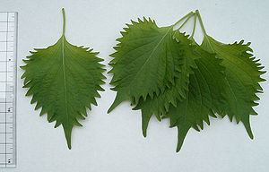 Perilla-Blätter (Perilla frutescens)