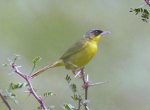 Grey-crowned Yellowthroat - cropped.jpg
