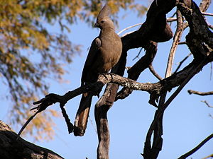 Grauer Lärmvogel im Pilanesberg Nationalpark, Südafrika