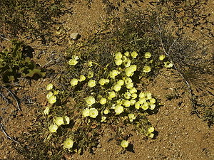 Grielum humifusum in Namaqualand, Goegap Naturschutzgebiet, Nordkap, Südafrika.