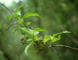 Griselinia racemosa, Zweig mit Früchten und Blättern.