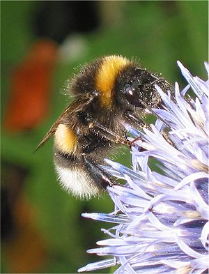 Große Erdhummel (Bombus magnus)