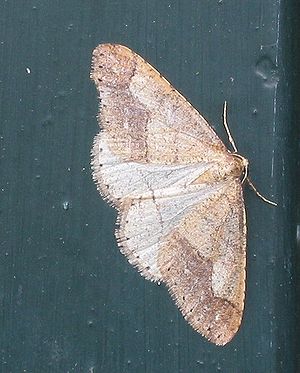 Graugelber Breitflügelspanner (Agriopis marginaria), ♂