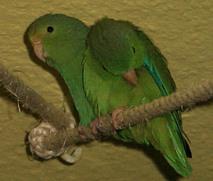 Grünbürzel-Sperlingspapageien (Forpus passerinus)