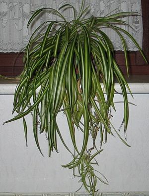Chlorophytum comosum 'Variegatum' mit Ablegern