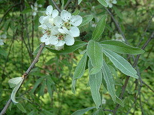Weidenblättrige Birne  (Pyrus salicifolia 'Pendula'), Blüten und die weidenähnlichen Blätter