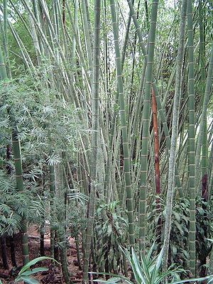 Guadua-Bambus in der Wildnis