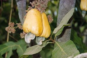 Cashew (Anacardium occidentale), „Cashew-Nuss“ und „Cashew-Apfel“