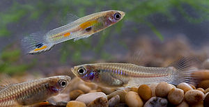 Guppys (Poecilia reticulata), oben ein Männchen, unten zwei Weibchen einer Wildform unbestimmter Herkunft.