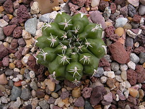 Gymnocalycium altagraciense C-3313 - 02.jpg