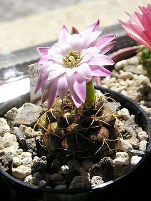 Gymnocalycium anisitsii subsp. damsii.jpg