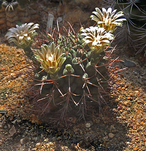 Gymnocalycium boden 1.jpg