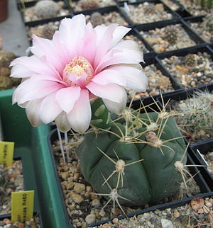 Gymnocalycium buenekeri.jpg