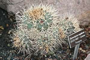 Gymnocalycium eurypleurum.jpg