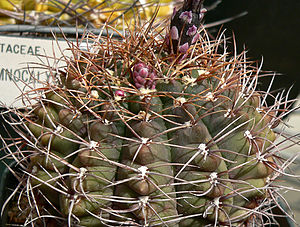 Gymnocalycium fleischerianum 1.jpg