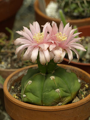 Gymnocalycium horstii (2).jpg