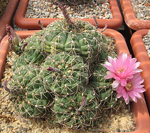 Gymnocalycium leeanum f. roseiflorum