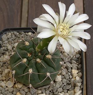 Gymnocalycium moserianum.jpg