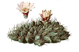 Gymnocalycium mostii