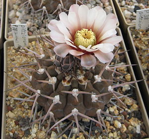 Gymnocalycium riojense subsp. piltziorum