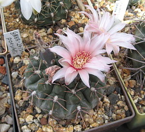 Gymnocalycium poeschlii.jpg