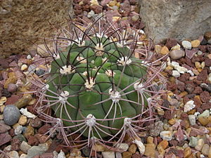 Gymnocalycium saglionis c-3195 - 01.jpg