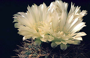 Gymnocalycium schatzelianum.jpg