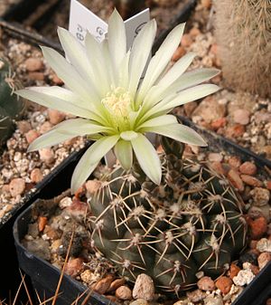 Gymnocalycium hyptiacanthum subsp. schroederianum