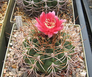 Gymnocalycium tillianum.jpg