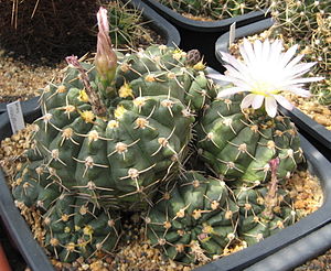 Gymnocalycium uruguayense f. roseiflorum