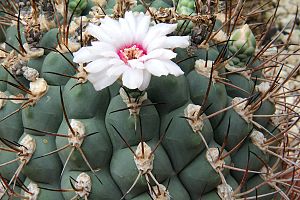 Gymnocalycium zegarrae pm.jpg