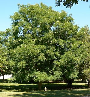 Geweihbaum Gymnocladus dioicus