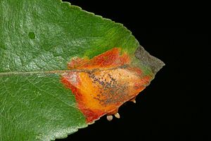 Birnengitterrost (Gymnosporangium fuscum)