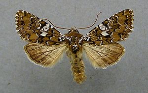 Hadena albimacula.jpg