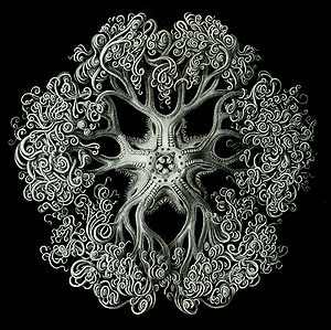 Astrophyton darwinium aus Kunstformen der Natur von Ernst Haeckel