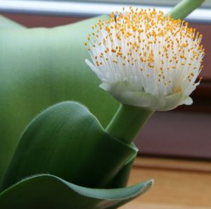 Die immergrüne Haemanthus albiflos mit breiten Laubblättern und Blütenstand.