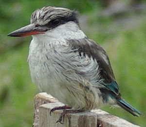 Streifenliest (H. c.chelicuti) in Kenia