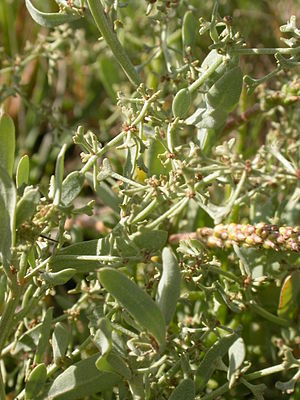 Gestielte Keilmelde (Halimione pedunculata)