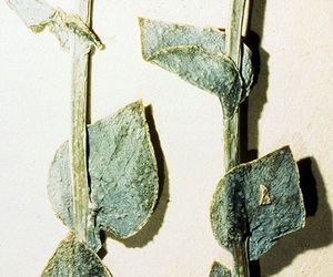 Halothamnus auriculus: Stängel mit Blättern bei dem Herbarbeleg: D. Podlech & K. Jarmal No. 28923