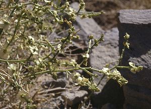Halothamnus subaphyllus ssp. charifii