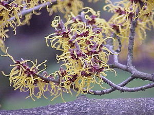 Hamamelis japonica1.jpg