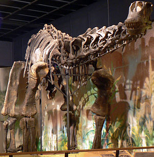 Haplocanthosaurus delfsi
