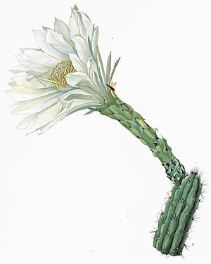 Harrisia fernowii The Cactaceae.jpg