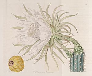 Harrisia gracilis (Cereus repandus) Bot. Reg. 4. 336. 1818.jpg